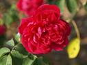 Mulan rose photo