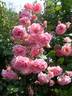 Dream Weaver ™ rose photo