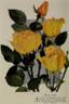Henry Ford rose photo