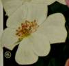Bloomfield Perpetual rose photo