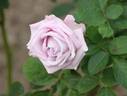 Pacific Blue rose photo