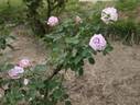 Pacific Blue rose photo