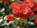 Coffee Ovation rose photo