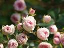 Hanaguruma rose photo