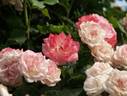 Sakuragasumi, Cl. rose photo