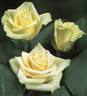 Limona ® rose photo