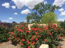Kordes' Brillant rose photo