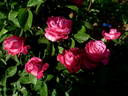 Senteur Royale ® rose photo