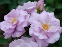 Tasogare rose photo