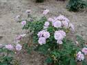 Tasogare rose photo