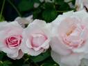 Sōshun rose photo