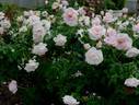 Sōshun rose photo