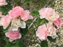 Seresso rose photo