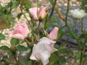 Seresso rose photo