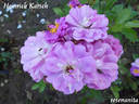 Heinrich Karsch rose photo