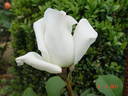 Cosmos rose photo