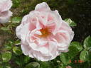 Verschuren rose photo