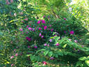 Moje Hammarberg rose photo