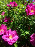 Moje Hammarberg rose photo