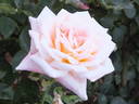 Ivory Tower rose photo