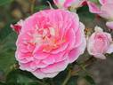 Concorde ® 96 rose photo