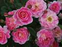 Concorde ® 96 rose photo