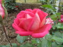 Acqua Cheta rose photo