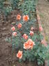 Radiosa rose photo