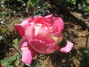 General Smuts rose photo