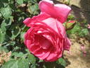 General Smuts rose photo
