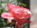 Sea Pearl rose photo