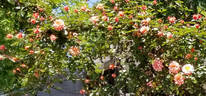 Climbing Little Girl rose photo