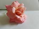 Climbing Little Girl rose photo