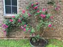 Pink Don Juan rose photo