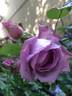 Harry Edland rose photo