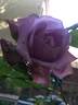 Harry Edland rose photo