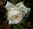 Ilse Krohn rose photo