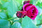 Charlotte Rampling ® rose photo