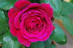 Charlotte Rampling ® rose photo