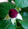 Charlotte Rampling ® rose photo