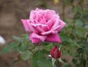 Violaine rose photo