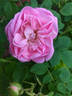 Gloire de Guilan rose photo
