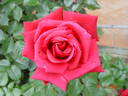 Thinking of You rose photo