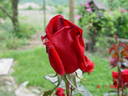 Thinking of You rose photo