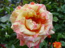 Sorbet Fruité ® Cl. rose photo