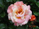 Sorbet Fruité ® Cl. rose photo