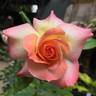 Little Darling rose photo