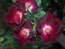 Maroon Eight rose photo