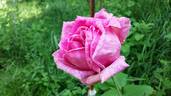 Stella di Bologna rose photo