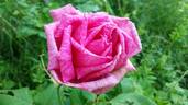 Stella di Bologna rose photo